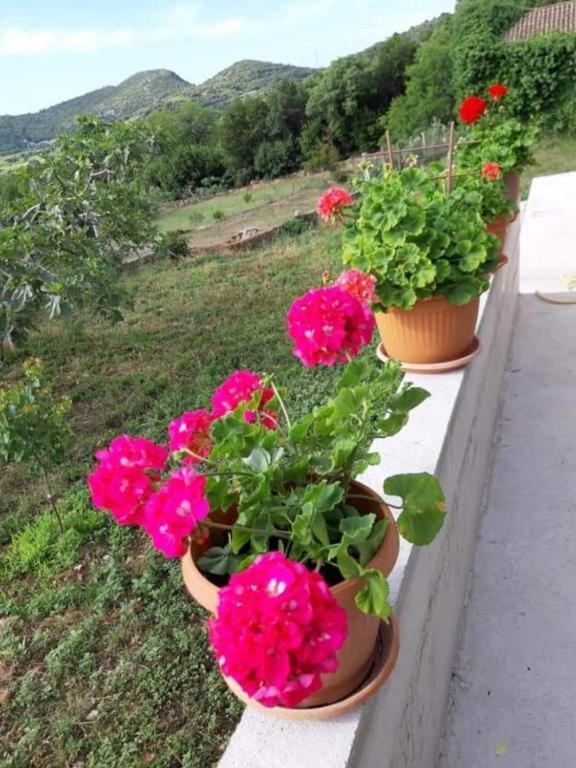 Gardenia House Villa Janjina Exterior foto
